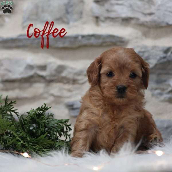 Coffe, Mini Goldendoodle Puppy